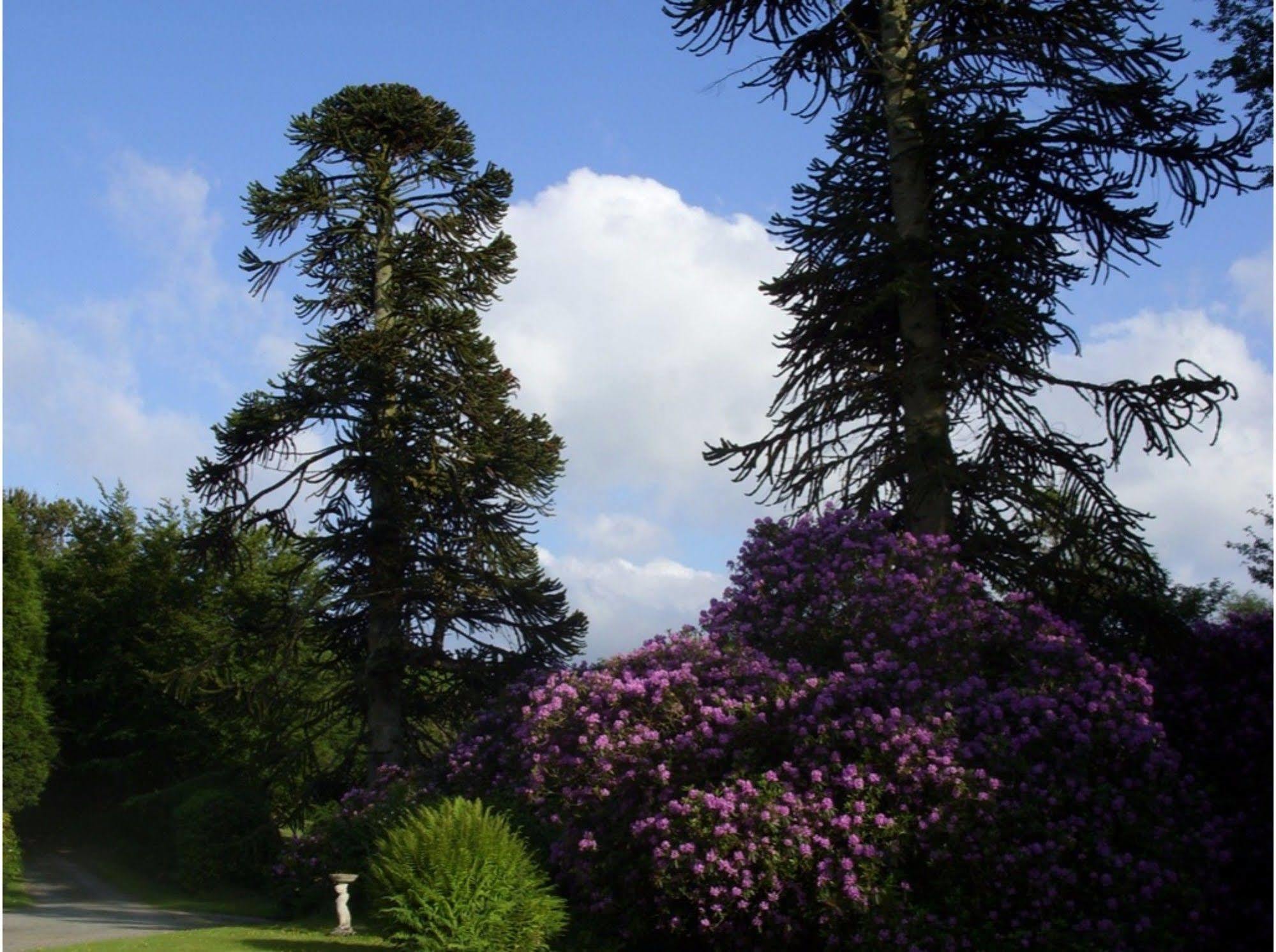 Bed and Breakfast Moorlands Parracombe Esterno foto